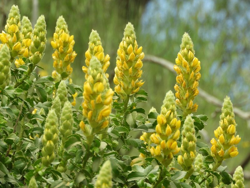 Ononis speciosa, photographed by Santiago Martín-Bravo