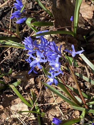 Scilla sardensis, photographed by Sandy Wolkenberg