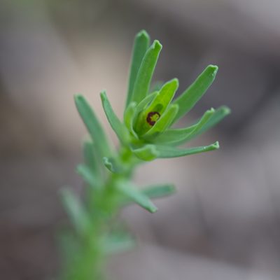 Euphorbia exigua, photographed by Tim Johnson