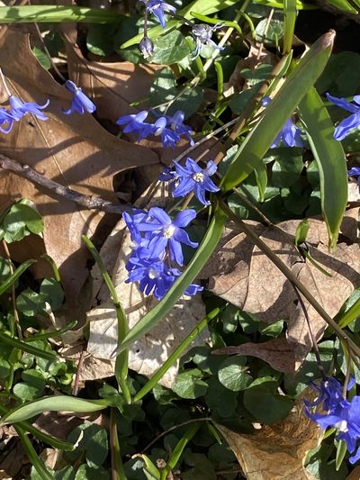 Scilla sardensis, photographed by Sandy Wolkenberg