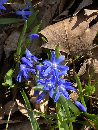 Scilla sardensis, photographed by Sandy Wolkenberg
