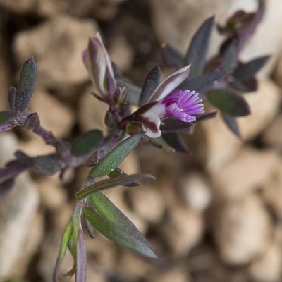 Polygala rupestris, photographed by Tim Johnson