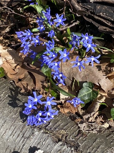 Scilla sardensis, photographed by Sandy Wolkenberg