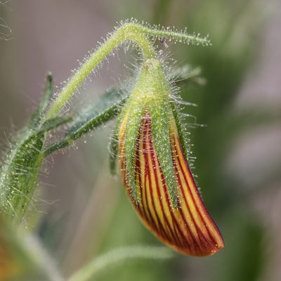 Ononis natrix, photographed by Tim Johnson
