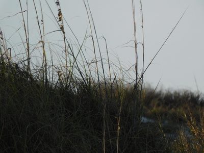 Uniola paniculata, photographed by Matt Schultz