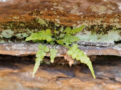 Asplenium pinnatifidum, photographed by Elias