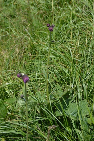 Cirsium waldsteinii, photographed by Olena V. Vakarenko