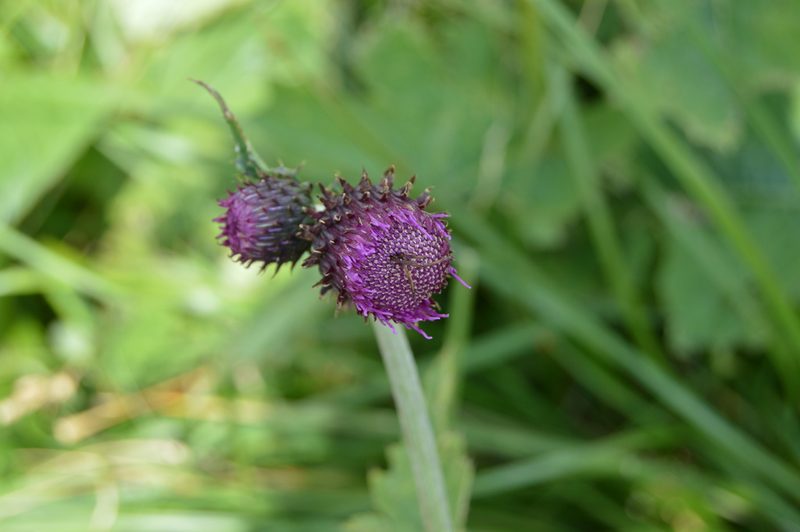 Cirsium waldsteinii, photographed by Olena V. Vakarenko
