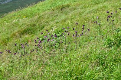 Cirsium waldsteinii, photographed by Olena V. Vakarenko