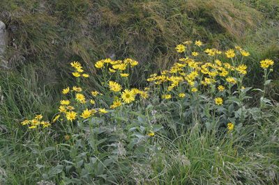 Doronicum austriacum, photographed by Olena V. Vakarenko