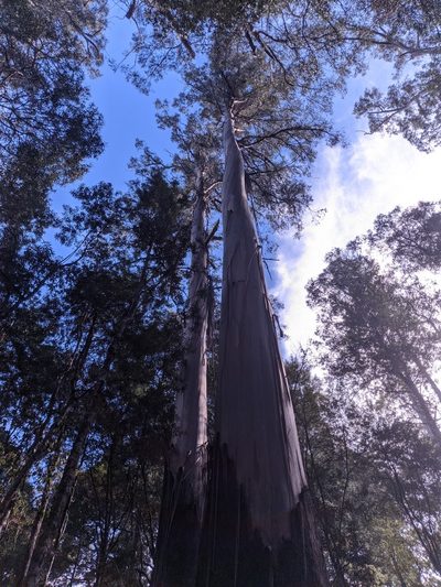 Eucalyptus regnans, photographed by Yoav Daniel Bar-Ness