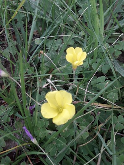 Oxalis sellowiana, photographed by Santiago Aguirre