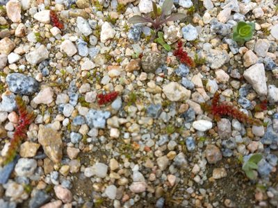 Crassula tillaea, photographed by Pere Barnola