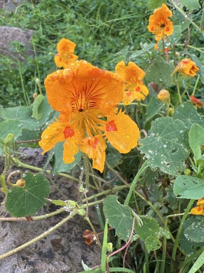Tropaeolum minus, photographed by Stefano Menchetti