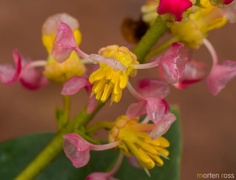 Byrsonima rigida, photographed by Morten Ross