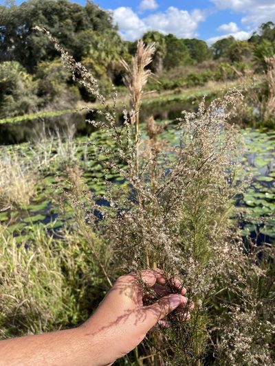 Eupatorium leptophyllum, photographed by Brandon Corder