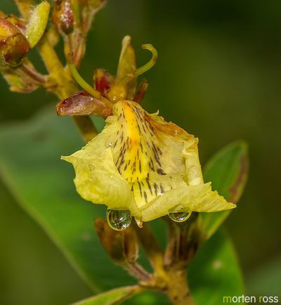 Qualea multiflora, photographed by Morten Ross