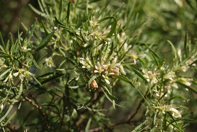 Eremophila mitchellii, photographed by Greg Tasney
