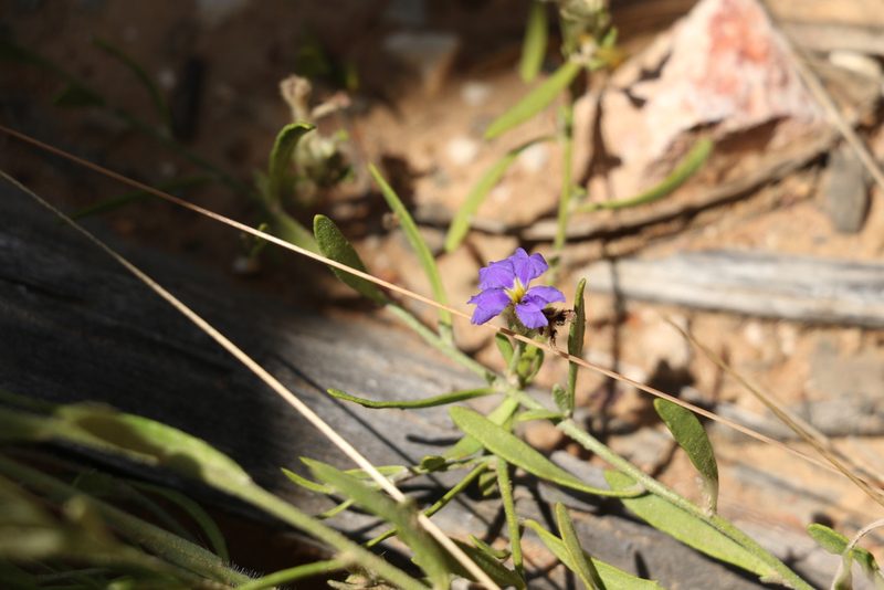 Dampiera adpressa, photographed by Greg Tasney