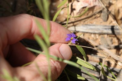 Dampiera adpressa, photographed by Greg Tasney