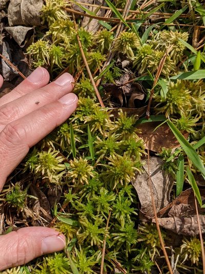 Sphagnum recurvum, photographed by Adrienne van den Beemt