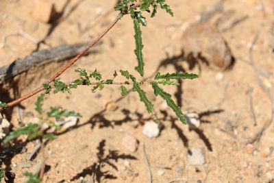 Androcalva pedleyi, photographed by Greg Tasney