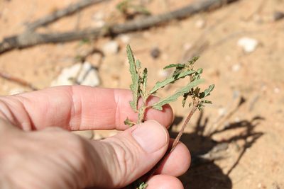 Androcalva pedleyi, photographed by Greg Tasney