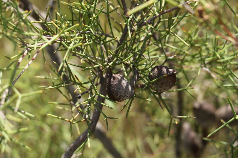 Hakea purpurea, photographed by Greg Tasney