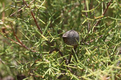 Hakea purpurea, photographed by Greg Tasney