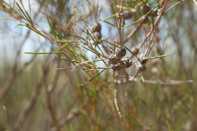 Melaleuca nodosa, photographed by Greg Tasney