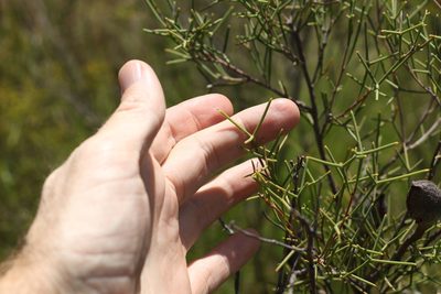 Hakea purpurea, photographed by Greg Tasney