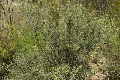 Hakea purpurea, photographed by Greg Tasney