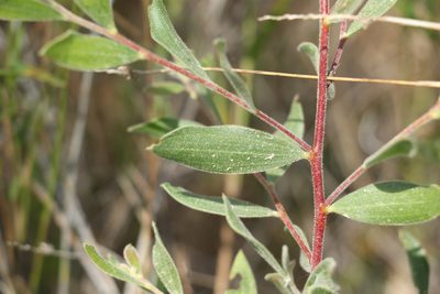 Acacia julifera, photographed by Greg Tasney