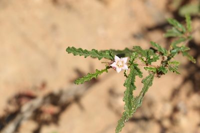 Androcalva pedleyi, photographed by Greg Tasney