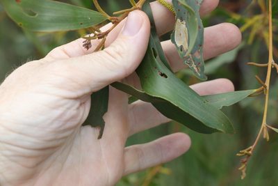 Acacia julifera, photographed by Greg Tasney