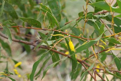 Acacia julifera, photographed by Greg Tasney