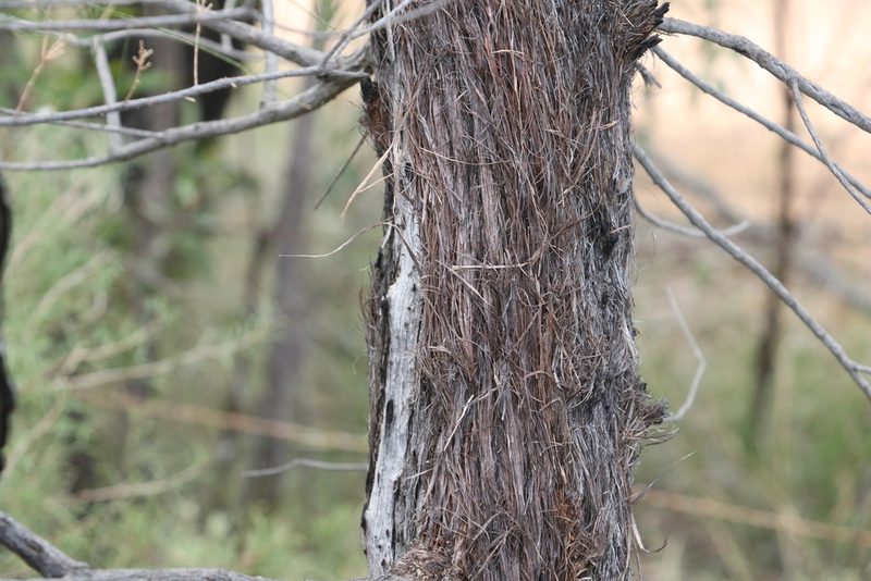 Allocasuarina inophloia, photographed by Greg Tasney