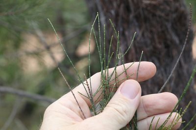 Allocasuarina inophloia, photographed by Greg Tasney