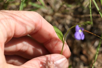 Lobelia andrewsii, photographed by Greg Tasney