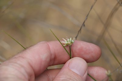 Laxmannia gracilis, photographed by Greg Tasney