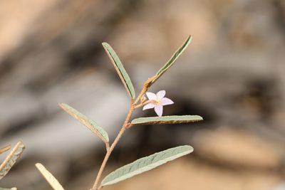 Seringia collina, photographed by Greg Tasney