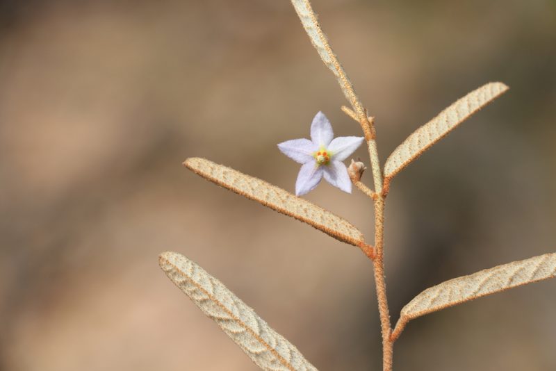Seringia collina, photographed by Greg Tasney
