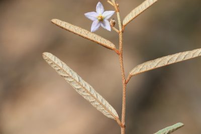 Seringia collina, photographed by Greg Tasney