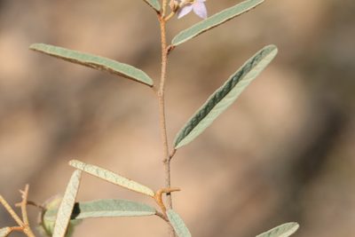 Seringia collina, photographed by Greg Tasney