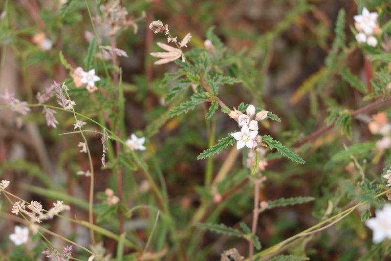 Androcalva pedleyi, photographed by Greg Tasney