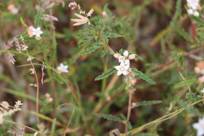 Androcalva pedleyi, photographed by Greg Tasney