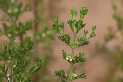 Cyanothamnus occidentalis, photographed by Greg Tasney