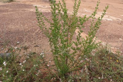 Cyanothamnus occidentalis, photographed by Greg Tasney