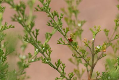 Cyanothamnus occidentalis, photographed by Greg Tasney