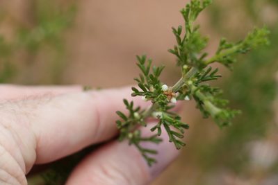 Cyanothamnus occidentalis, photographed by Greg Tasney